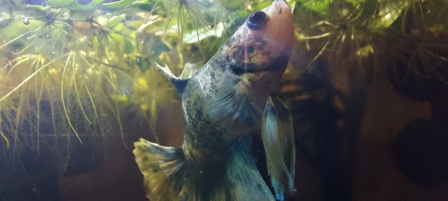 A white and blue speckled betta fish