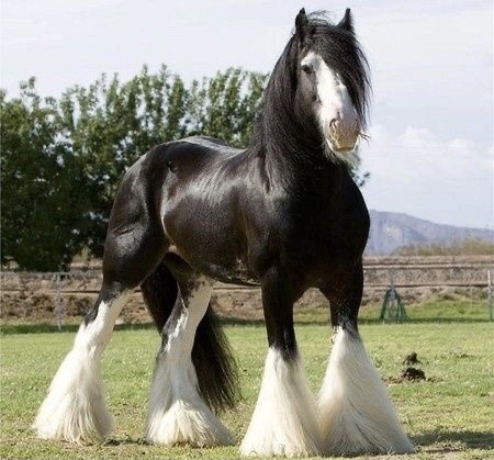 a black and white horse. it has a strong stance. the hair on its legs are white and completely cover its hooves 