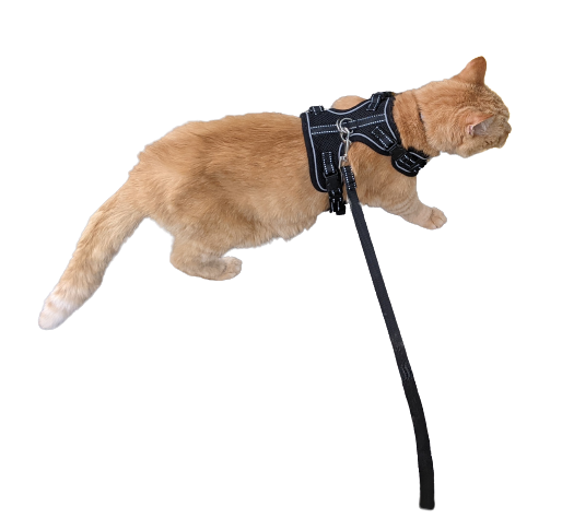 the same orange tabby cat, now wearing a black harness and leash. she is viewed from above and walking. the leash extends towards the viewer.