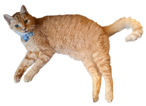 a transparent image of a short-haired orange tabby cat. she is lying on her side with her legs splayed out and her tail curled. her head is up and she is looking at the camera. she wears a blue floral collar with a bow and a silver nametag (its text is unreadable).