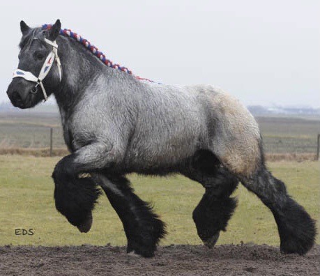 a powerful looking grey draft horse. the hair on its legs are black and slightly cover its hooves
