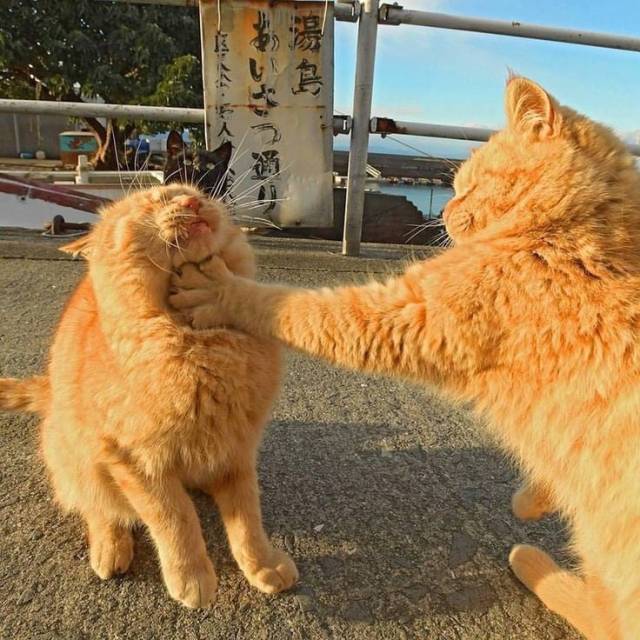 an orange cat reaches its paw out to squish (boop) firmly into another orange cat's chest. the booped cat is squinting and recoiling in a funny way.